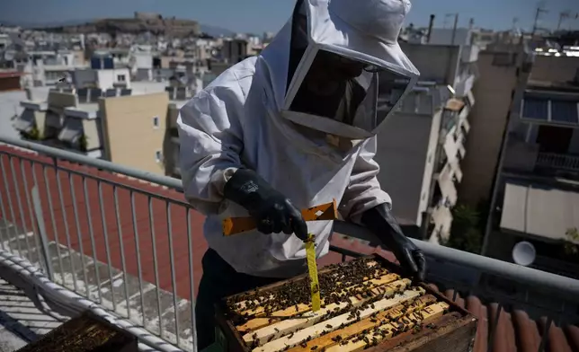 Nikos Chadjilias inserts a tape to counter parasites in a beehive on the roof of a building with a view to Acropolis in Athens, Greece, May 29, 2025. (AP Photo/Michael Varaklas)