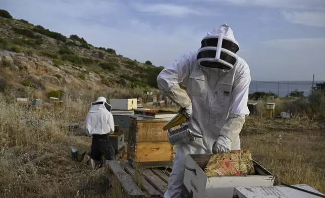 Grigoris Melas smokes a beehive before a late-night hive transfer in the Varkiza suburb, southern Athens, Greece, May 6, 2025. (AP Photo/Michael Varaklas)