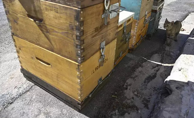 A cat looks at beehives by the sidewalk in the Ilioupoli suburb of Athens, Greece, July 3, 2025. (AP Photo/Michael Varaklas)