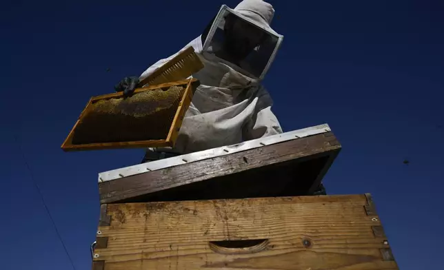 Nikos Chadjilias places a frame with honey in an empty beehive on the roof of a building in the Ilioupoli suburb of Athens, Greece, July 3, 2025. (AP Photo/Michael Varaklas)