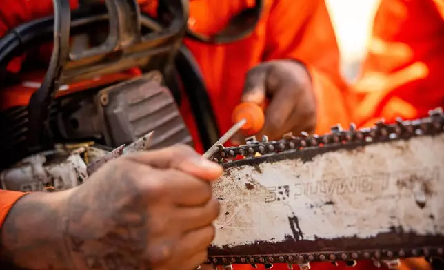 A Pine Grove Youth Conservation Camp inmate sharpens a chainsaw after clearing brush, July 14, 2025, near Ione, Calif. (AP Photo/Ethan Swope)