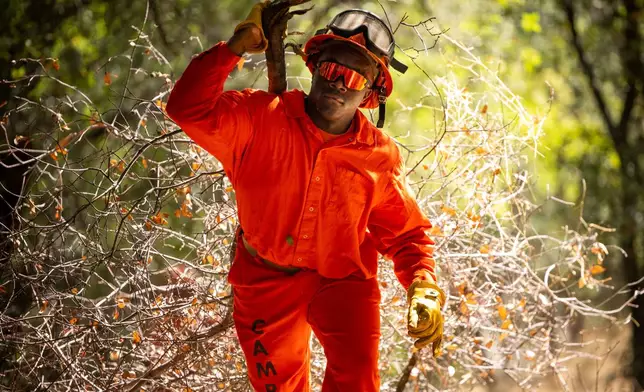 A Pine Grove Youth Conservation Camp inmate clears brush along a road, July 14, 2025, near Red Corral, Calif. (AP Photo/Ethan Swope)