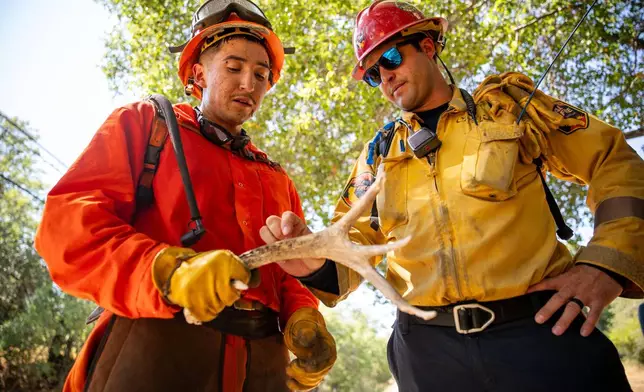 A Pine Grove Youth Conservation Camp inmate, left, examines a deer antler while clearing brush along a road, July 14, 2025, near Red Corral, Calif. (AP Photo/Ethan Swope)