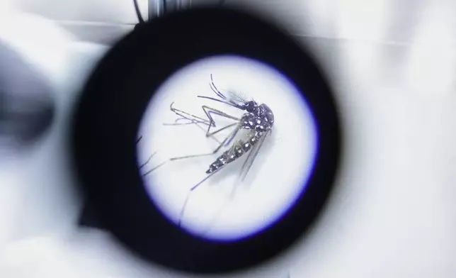 An Aedes aegypti mosquito carrying Wolbachia, a dengue-blocking bacteria, is seen through a microscope at the Oxitec facility during a press tour, in Campinas, Sao Paulo state, Wednesday, Oct. 1, 2025. (AP Photo/Ettore Chiereguini)