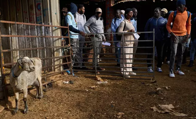 African students visit a sheep farm during a practical class on sheep care in Malagón, central Spain, Friday, Oct. 10, 2025. (AP Photo/Bernat Armangue)