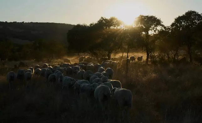 A flock of sheep walks back to the stables in Los Cortijos, central Spain, Tuesday, Oct. 7, 2025. (AP Photo/Bernat Armangue)