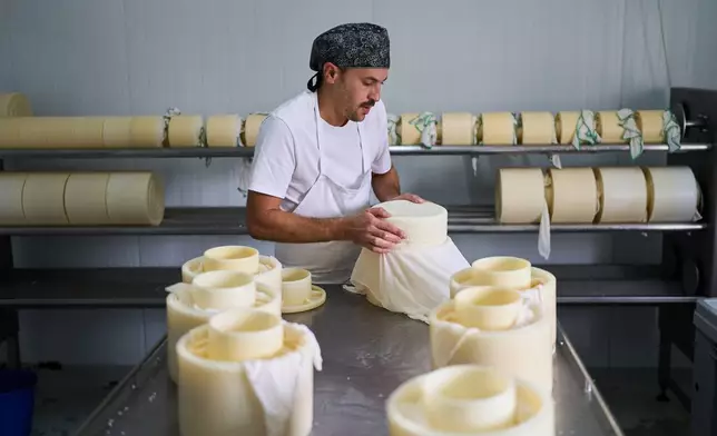 Shepherd Álvaro Esteban cures cheese inside the Manojar cheese factory in Los Cortijos, central Spain, Friday, Oct. 10, 2025. (AP Photo/Bernat Armangue)