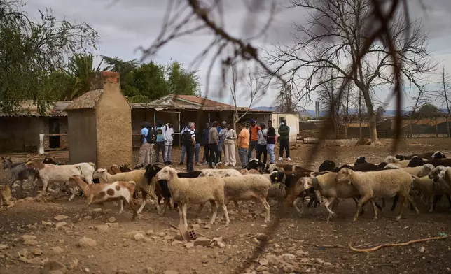 African students visit a sheep farm during a practical class on sheep care in Malagón, central Spain, Friday, Oct. 10, 2025. (AP Photo/Bernat Armangue)
