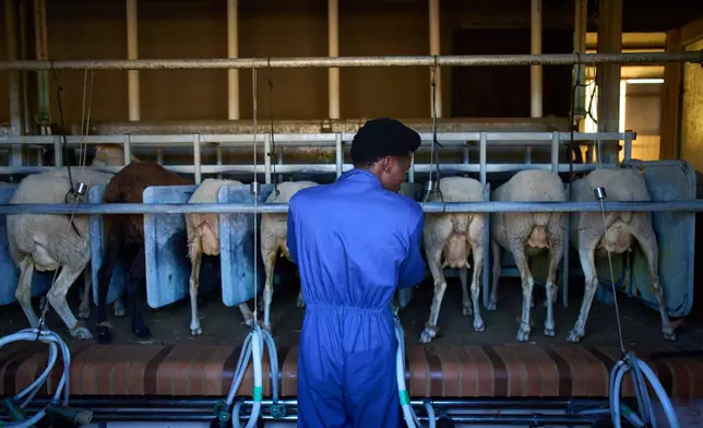Sudanese shepherd Osam Abdulmumen milks goats at farm in Los Cortijos, central Spain, Tuesday, Oct. 7, 2025. (AP Photo/Bernat Armangue)