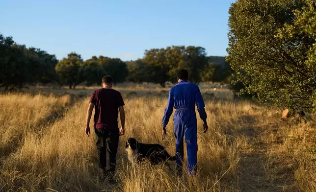 Spanish shepherd Álvaro Esteban and Sudanese shepherd Osam Abdulmumen walk through the countryside while heading to gather a sheep herd in Los Cortijos, central Spain, Tuesday, Oct. 7, 2025. (AP Photo/Bernat Armangue)