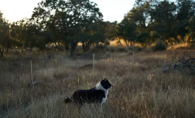 A shepherd dog observes a flock of sheep in Los Cortijos, central Spain, Tuesday, Oct. 7, 2025. (AP Photo/Bernat Armangue)
