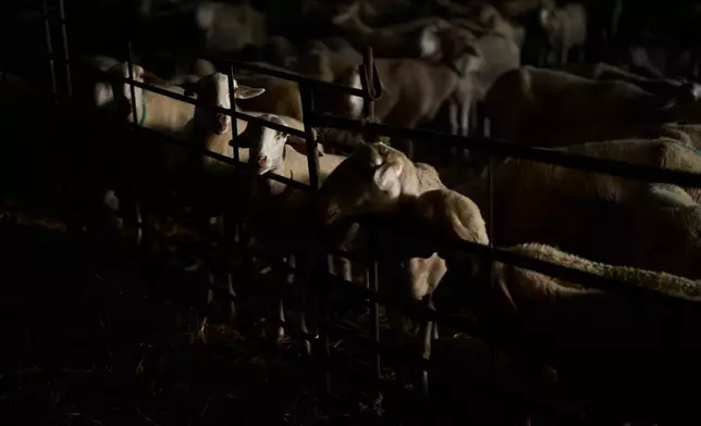 A flock of sheep roam inside the stables in Los Cortijos, central Spain, Tuesday, Oct. 7, 2025. (AP Photo/Bernat Armangue)