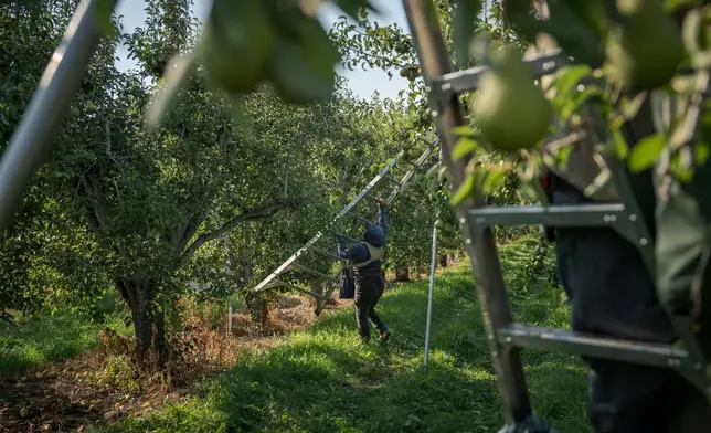 A farmworker harvests pears at an orchard in Naches, Wash., Thursday, Aug. 28, 2025. (AP Photo/Annika Hammerschlag)