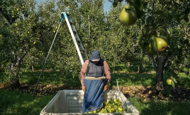 A farmworker harvests pears at an orchard in Naches, Wash., Thursday, Aug. 28, 2025. (AP Photo/Annika Hammerschlag)