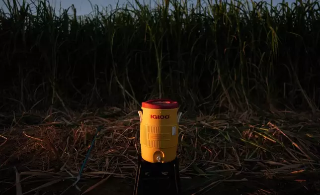 A water cooler with beads of condensation on it sits in a sugarcane field in Niland, Calif., Thursday, Sept. 11, 2025.
