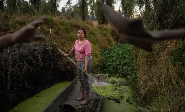 Cassandra Garduño cleans a canal in her chinampa, an island farm built by the Aztecs thousands of years ago, in San Gregorio Atlapulco, a borough of Mexico City, May 8, 2025. (AP Photo/Felix Marquez)