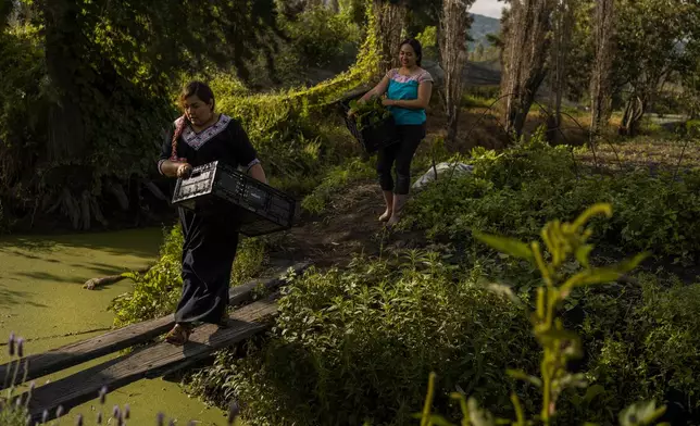 Jasmín Ordóñez, left, and Cassandra Garduño, right, cross an improvised bridge in Garduño's chinampa, an island farm built by the Aztecs thousands of years ago, in San Gregorio Atlapulco, a borough of Mexico City, Sept. 20, 2025. (AP Photo/Felix Marquez)