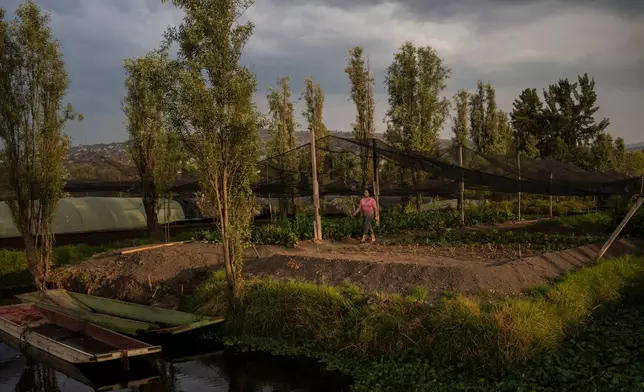 Cassandra Garduño walks through her chinampa, an island farm built by the Aztecs thousands of years ago, at sunset in San Gregorio Atlapulco, a borough of Mexico City, May 8, 2025. (AP Photo/Felix Marquez)
