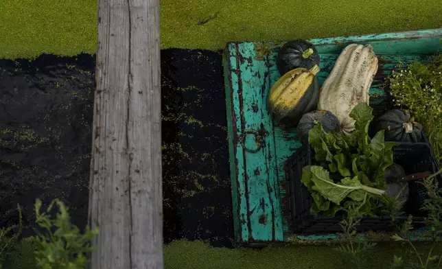Pumpkins, Swiss chard and chamomile sprouts are visible in a boat floating in Cassandra Garduño's chinampa, an island farm built by the Aztecs thousands of years ago, in San Gregorio Atlapulco, a borough of Mexico City, Sept. 20, 2025. (AP Photo/Felix Marquez)