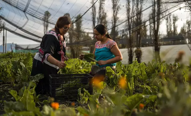 Jasmín Ordóñez, left, and Cassandra Garduño harvest Swiss chard grown in Garduño's chinampa, an island farm built by the Aztecs thousands of years ago, in San Gregorio Atlapulco, a borough of Mexico City, Sept. 20, 2025. (AP Photo/Felix Marquez)