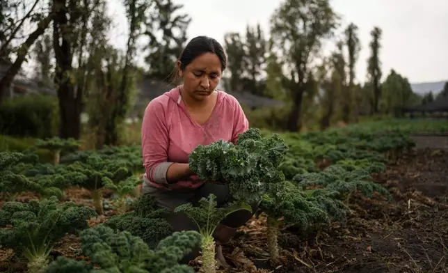 Cassandra Garduño harvests kale in her chinampa, an island farm built by the Aztecs thousands of years ago, in San Gregorio Atlapulco, a borough of Mexico City, Sept. 20, 2025. (AP Photo/Felix Marquez)