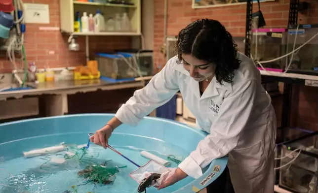 Biologist Diana Laura Vázquez Mendoza examines an axolotl in a laboratory of the Institute of Biology at the National Autonomous University in Mexico City, Sept. 19, 2025. (AP Photo/Felix Marquez)