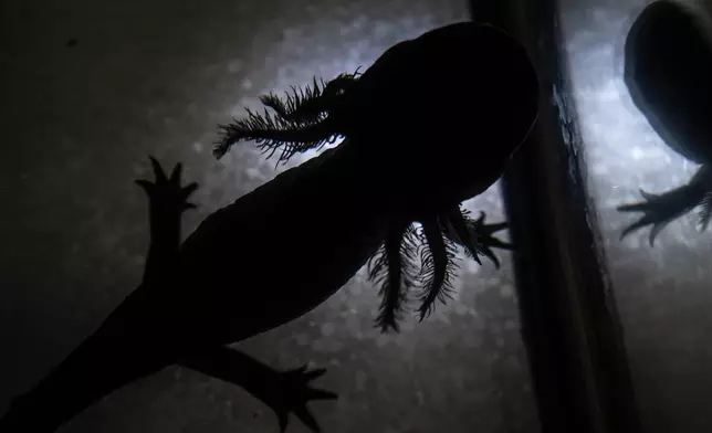 An axolotl is visible in a tank inside a laboratory of the Institute of Biology at the National Autonomous University in Mexico City, Sept. 19, 2025. (AP Photo/Felix Marquez)