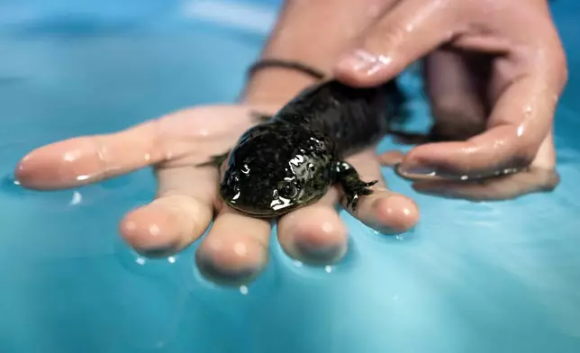 Biologist Diana Laura Vázquez Mendoza holds an axolotl in a laboratory of the Institute of Biology at the National Autonomous University in Mexico City, Sept. 19, 2025. (AP Photo/Felix Marquez)