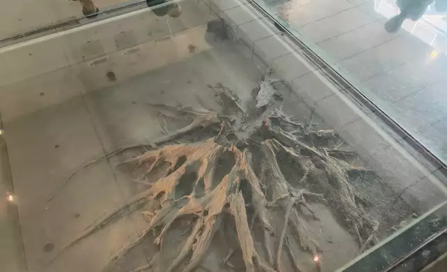 Large tree root remains. Photo by Bastillepost.