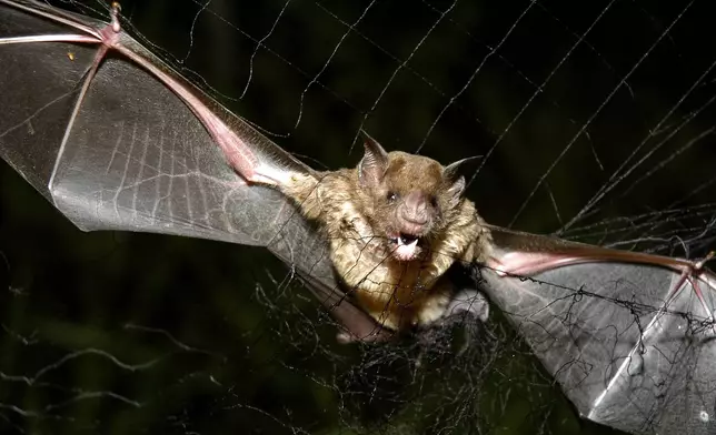 FILE - A vampire bat is caught in a net in Aracy, in the northeast Amazon state of Para, Brazil, on Thursday, Dec. 1, 2005. (AP Photo/Mario Quadros, File)