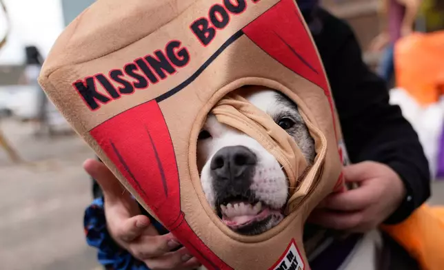 Makenzie Smith-Emrich puts on a costume for her dog Sadie during an event for dog trick-or-treating, Friday, Oct. 17, 2025, in Lansing, Mich. (AP Photo/Ryan Sun)