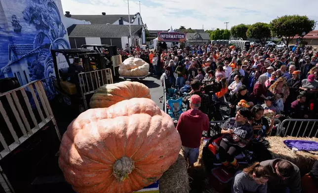 Giant pumpkins are raised by fork lifts before being weighed at the 52nd annual World Championship Pumpkin Weigh-Off in Half Moon Bay, Calif., Monday, Oct. 13, 2025. (AP Photo/Godofredo A. Vásquez)