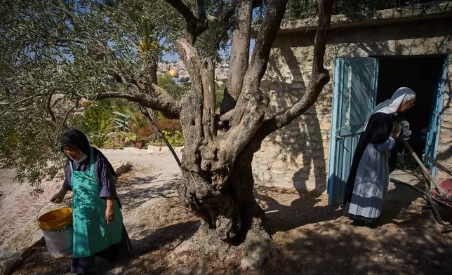 Sister Marie Benedicte, right, and Sister Colomba, two Catholic nuns, prepare for olive harvest in their monastery's garden on the Mount of Olives, in Jerusalem, Friday, Oct. 17, 2025. (AP Photo/Oded Balilty)