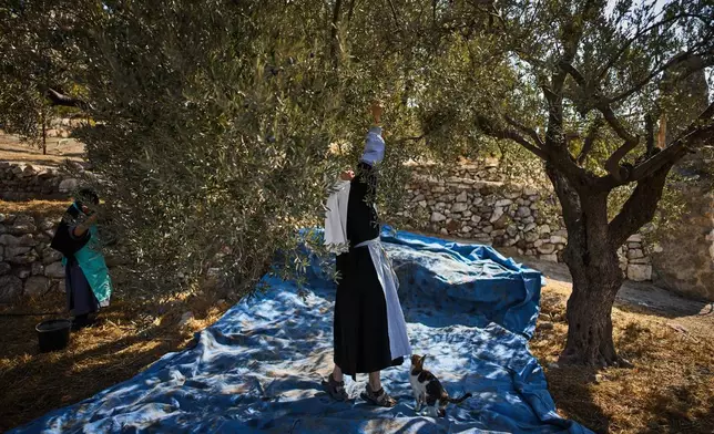 Sister Marie Benedicte and Sister Colomba, two Catholic nuns, harvest olives in their monastery's garden on the Mount of Olives, in Jerusalem, Friday, Oct. 17, 2025. (AP Photo/Oded Balilty)