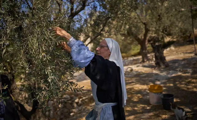 Catholic nun, sister Marie Benedicte, harvests olives in her monastery's garden on the Mount of Olives, in Jerusalem, Friday, Oct. 17, 2025. (AP Photo/Oded Balilty)