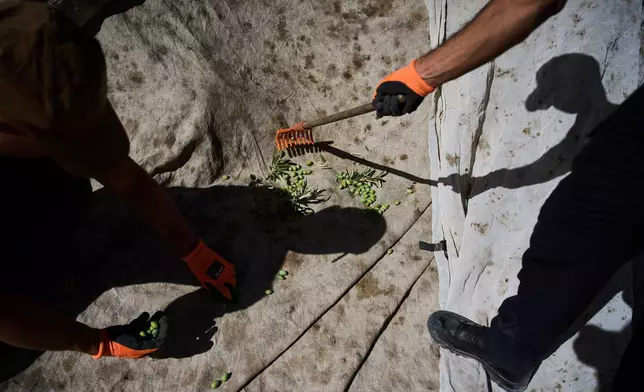 Italian volunteers collect olives they just harvested at the Franciscan hermitage on the Mount of Olives in Jerusalem, Friday, Oct. 3, 2025. (AP Photo/Oded Balilty)