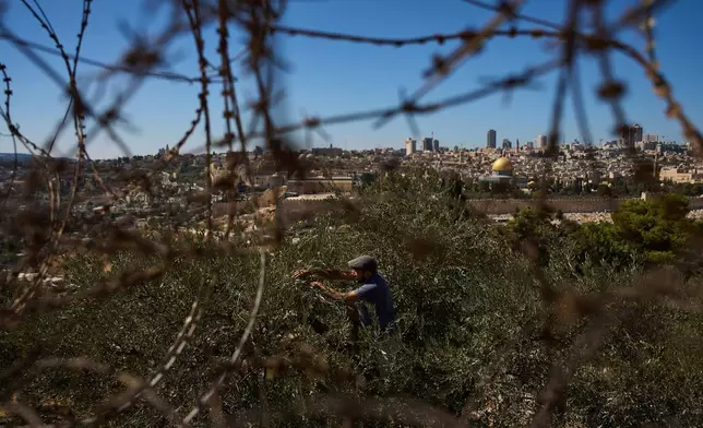 French volunteers harvest olives at the Benedictine monastery on top of the Mount of Olives overlooking Jerusalem's Old City, Saturday, Oct. 18, 2025. (AP Photo/Oded Balilty)