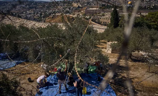 French volunteers harvest olives at the Benedictine monastery on top of the Mount of Olives overlooking Jerusalem's Old City, Saturday, Oct. 18, 2025. (AP Photo/Oded Balilty)