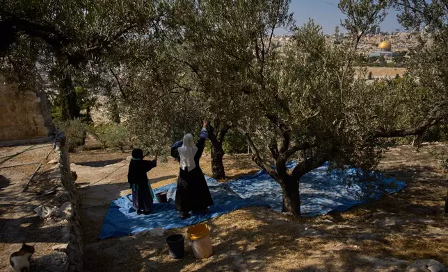 Sister Marie Benedicte and Sister Colomba, two Catholic nuns, harvest olives in their monastery's garden on the Mount of Olives, in Jerusalem, Friday, Oct. 17, 2025. (AP Photo/Oded Balilty)