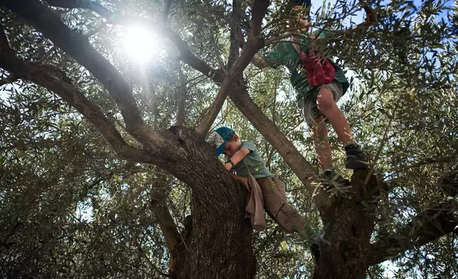 French volunteers harvest olives at the Benedictine monastery on top of the Mount of Olives in Jerusalem, Saturday, Oct. 18, 2025. (AP Photo/Oded Balilty)
