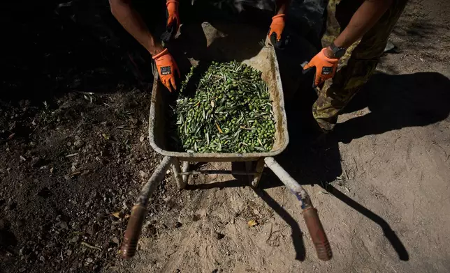 Italian volunteers collect olives they just harvested at the Franciscan hermitage on the Mount of Olives in Jerusalem, Friday, Oct. 3, 2025. (AP Photo/Oded Balilty)