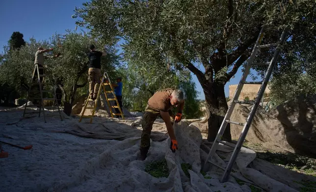 Italian volunteers work on the olive harvest at the Franciscan hermitage on the Mount of Olives in Jerusalem, Friday, Oct. 3, 2025. (AP Photo/Oded Balilty)