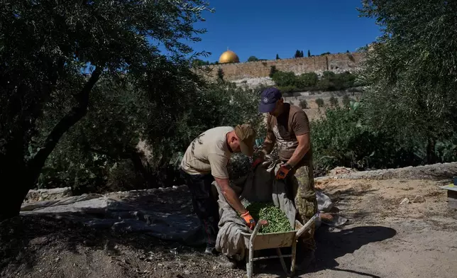 Italian volunteers collect olives they just harvested at the Franciscan hermitage on the Mount of Olives in Jerusalem, Friday, Oct. 3, 2025. (AP Photo/Oded Balilty)