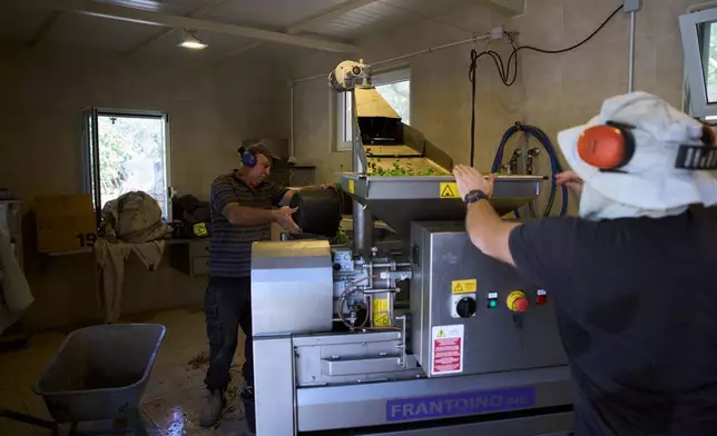 Freshly harvested olives are pressed at the Franciscan hermitage on the Mount of Olives in Jerusalem, Friday, Oct. 3, 2025. (AP Photo/Oded Balilty)