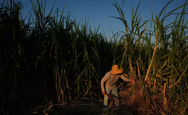 Farmworker Raul Cruz chops sugarcane in Niland, Calif., Thursday, Sept. 11, 2025. (AP Photo/Jae C. Hong)