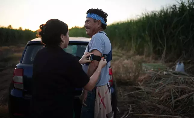 Research assistant Briana Toji straps a wearable heat-stress monitor on farmworker Hipolito Hernandez in a sugarcane field in Niland, Calif., Thursday, Sept. 11, 2025. (AP Photo/Jae C. Hong)