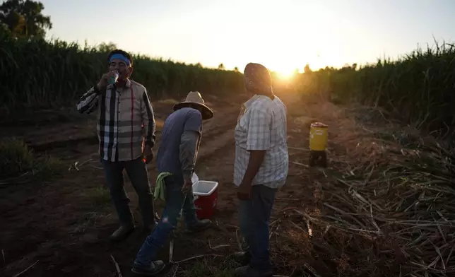 Farmworkers Hipolito Hernandez, from left, Leonardo Hernandez and Manuel Gallegos hydrate at sunrise before starting their day in a sugarcane field in Niland, Calif., Thursday, Sept. 11, 2025. (AP Photo/Jae C. Hong)