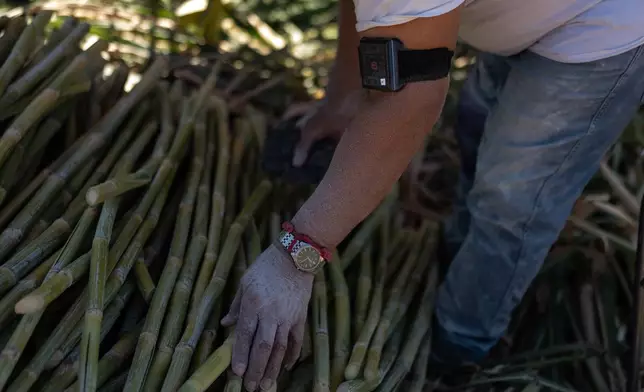 With a wearable heat-stress monitor strapped to his arm, farmworker Cristino Romero bundles sugarcane in Niland, Calif., Thursday, Sept. 11, 2025. (AP Photo/Jae C. Hong)