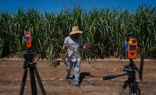 Farmworker Raul Cruz collects environmental monitors at the end of the day in a sugarcane field in Niland, Calif., Thursday, Sept. 11, 2025. (AP Photo/Jae C. Hong)