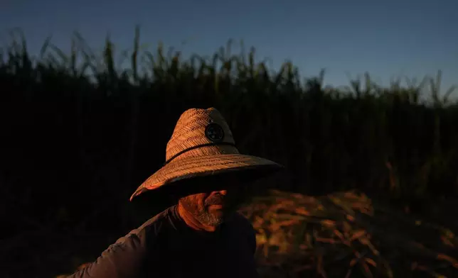 Farmworker Leonardo Hernandez pauses under the sun while chopping sugarcane in Niland, Calif., Thursday, Sept. 11, 2025. (AP Photo/Jae C. Hong)
